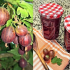 Сладко от цариградско грозде - 10 рецепти за готвене за зимата